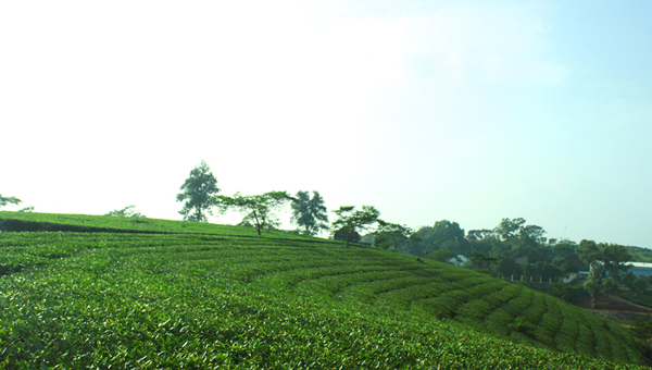 green tea plantations in Phu Ho commune