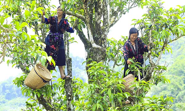 Farmers pick leaves from the old tea tree