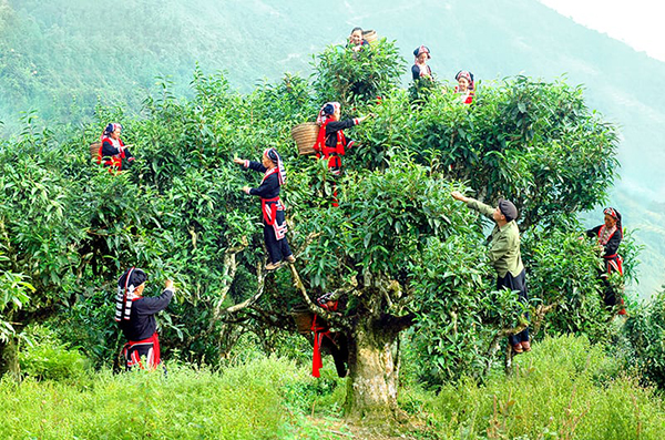 Vietnamese tea in Ha Giang
