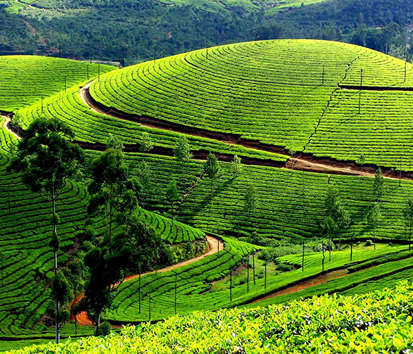 Vietnamese tea areas