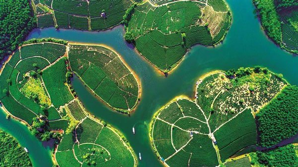 Beautiful tea farms at Nghe An province, Vietnam