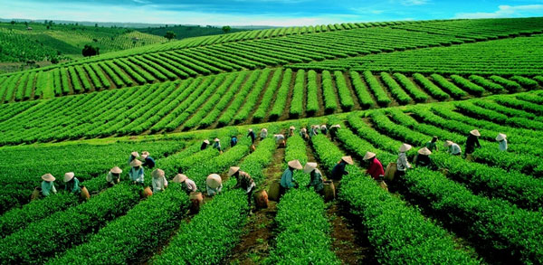 Organic tea plantations in Vietnam 