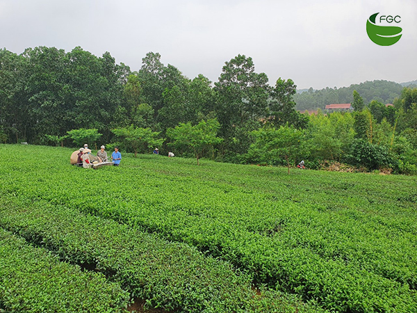 Tea harvested in Phu Tho province