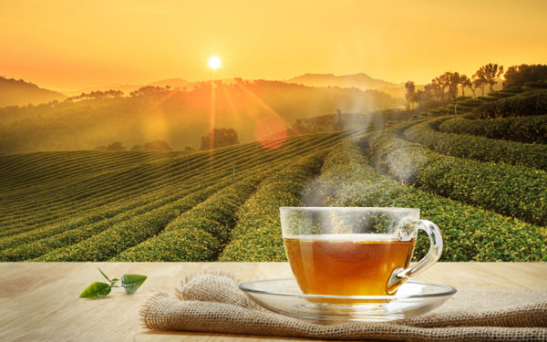 tea market in vietnam