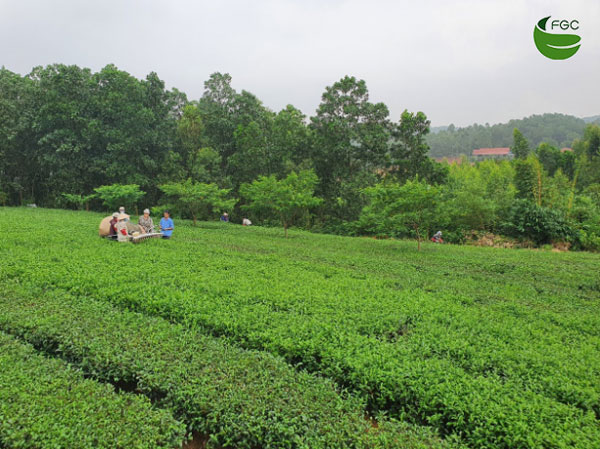 Tea harvest in FGC’s tea plantation
