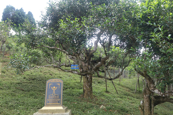 ancestral tea trees in the Suoi Giang area