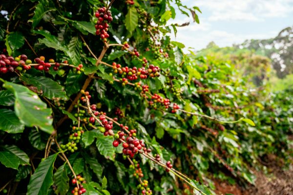 Coffee Market in Asia Pacific (4)