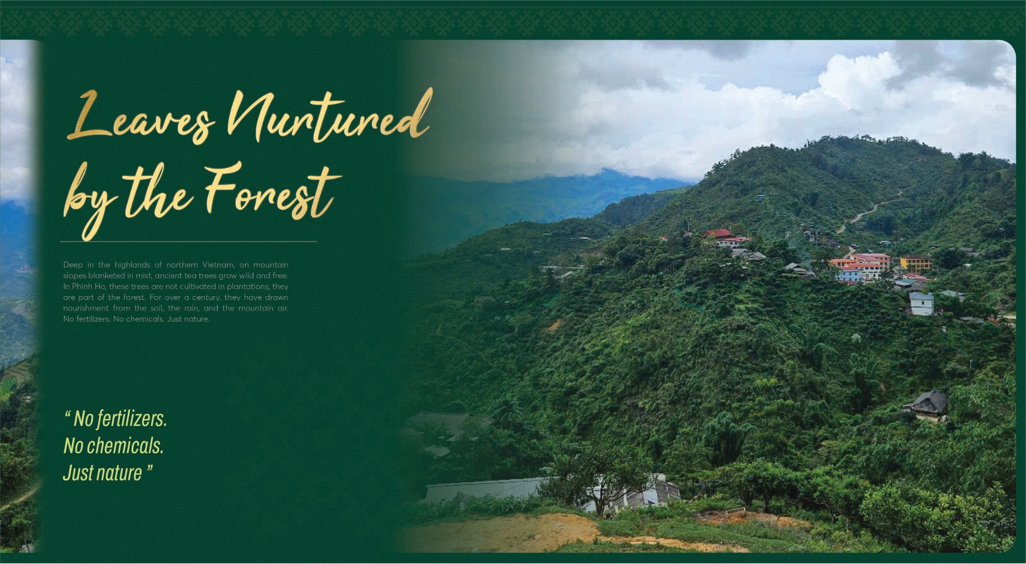 Phình Hồ Ancient Tea