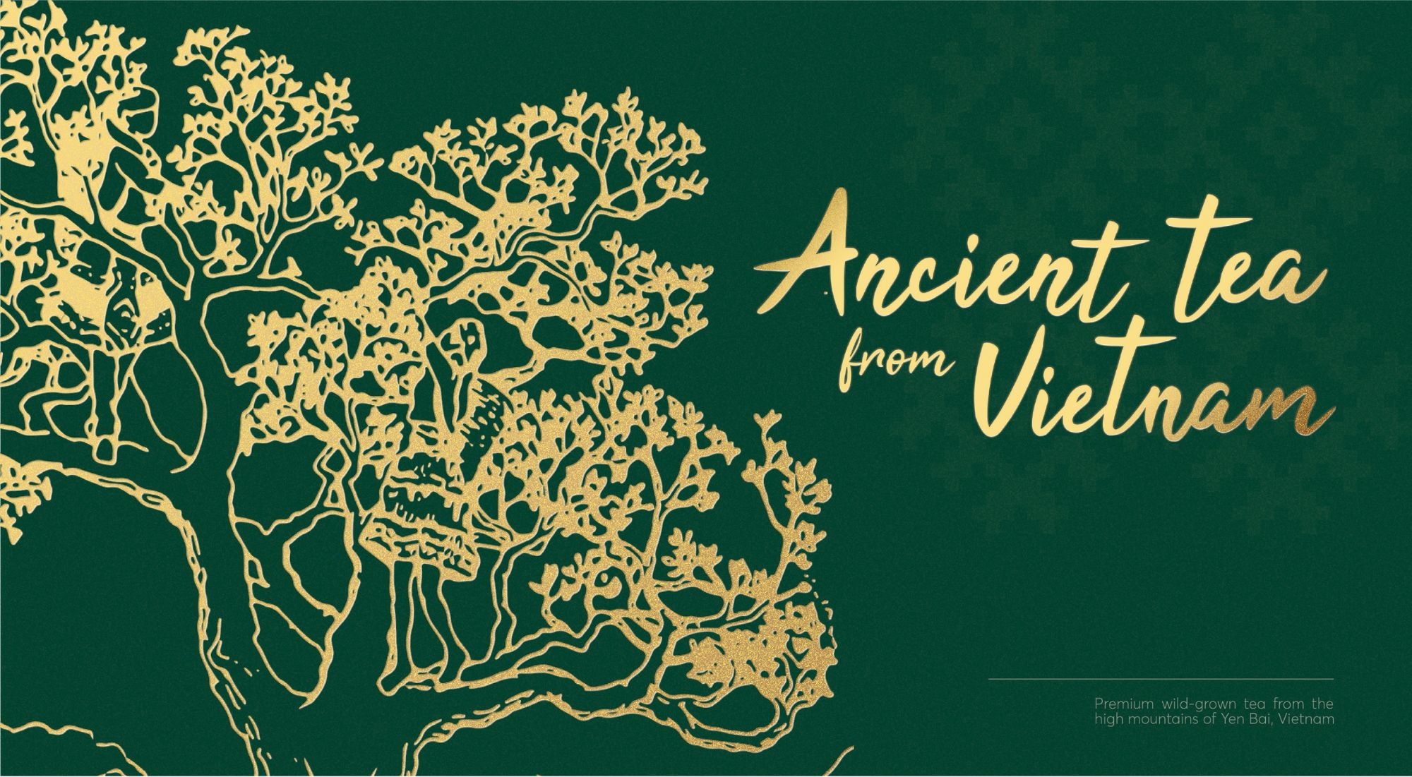 Phình Hồ Ancient Tea